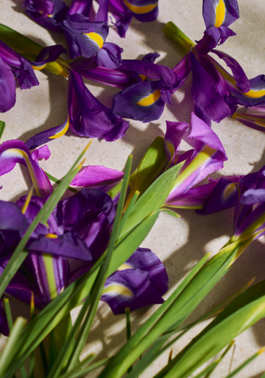 Eau de Parfum Full Iris 75 ml