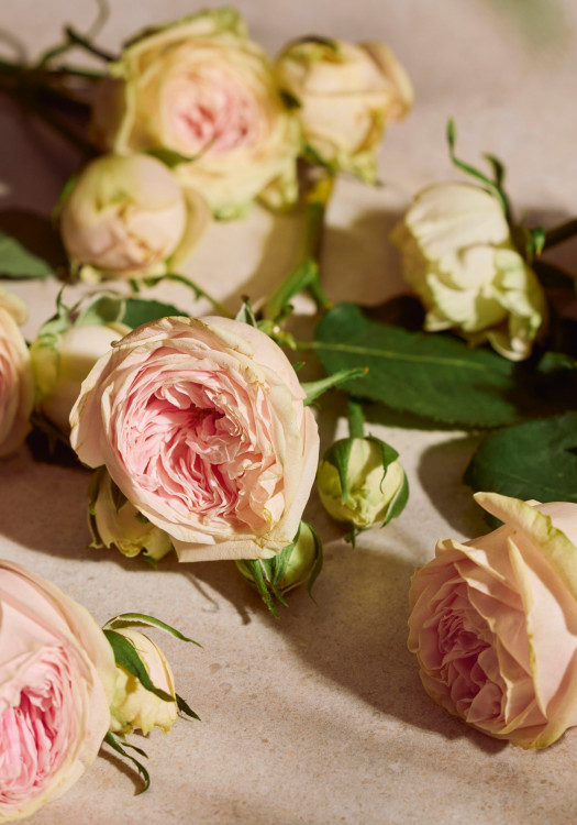 Eau de Parfum Full Rose 75 ml