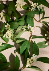 Eau de Parfum Full Orange Blossom 75 ml