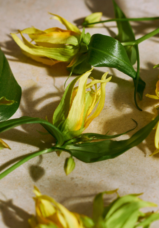 Eau de Parfum Full Ylang Ylang 75 ml